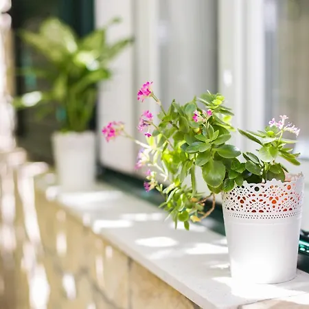 شقة Shiny سبليت